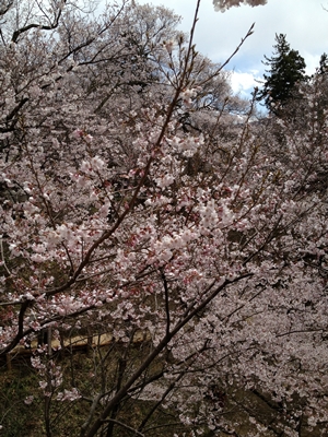 高遠桜　画像１