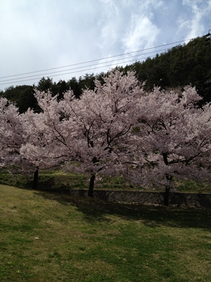 高遠桜　画像